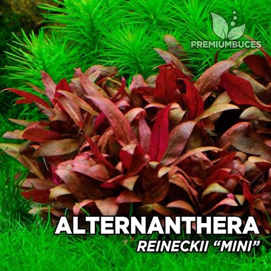 TC -Alternanthera reinecki Mini