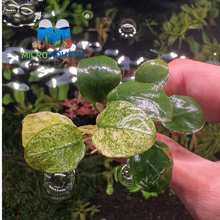 Rare Anubias - Pinto Port Aquatic