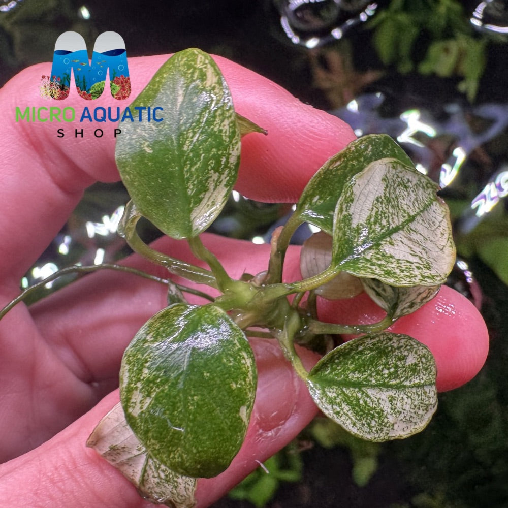 Rare Anubias - Pinto Port Aquatic