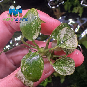 Rare Anubias - Pinto Port Aquatic