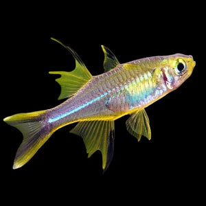 Rainbow Fish - Celebes 3cm Aquatic Solutions