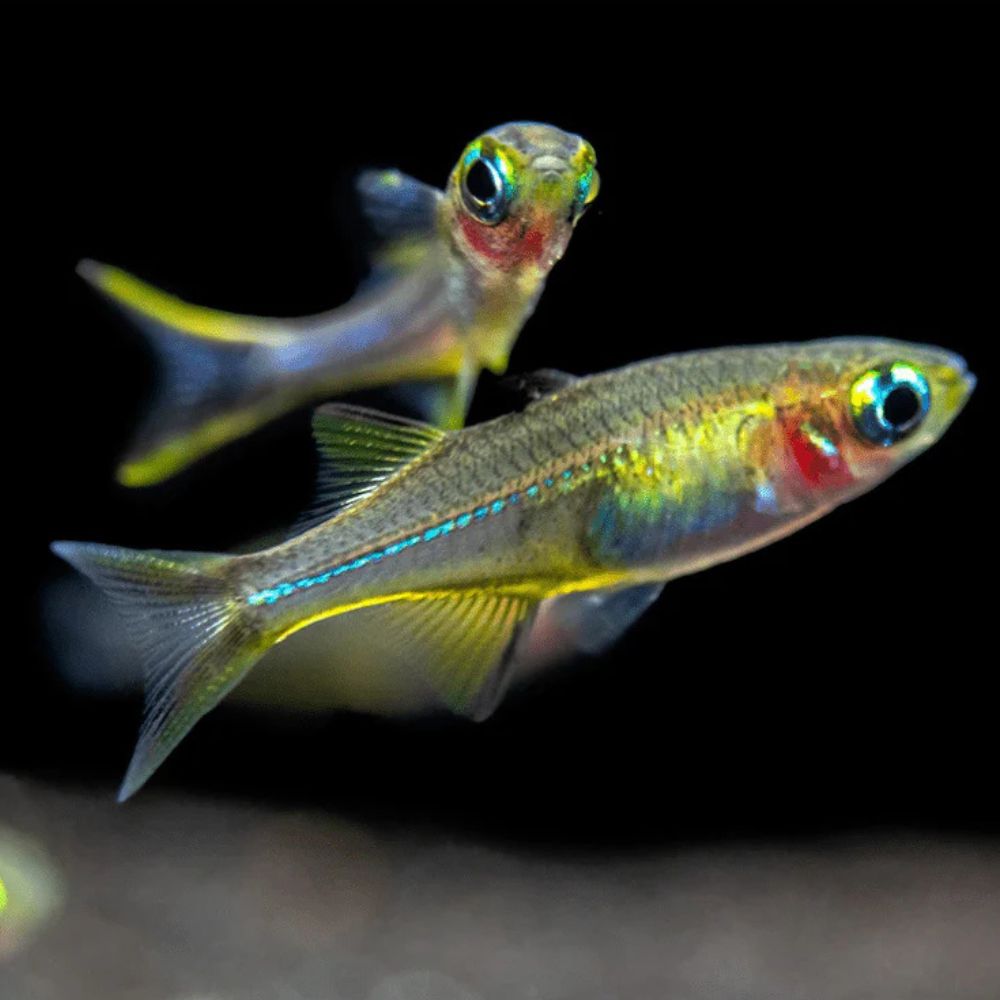 Rainbow Fish - Celebes 3cm Aquatic Solutions