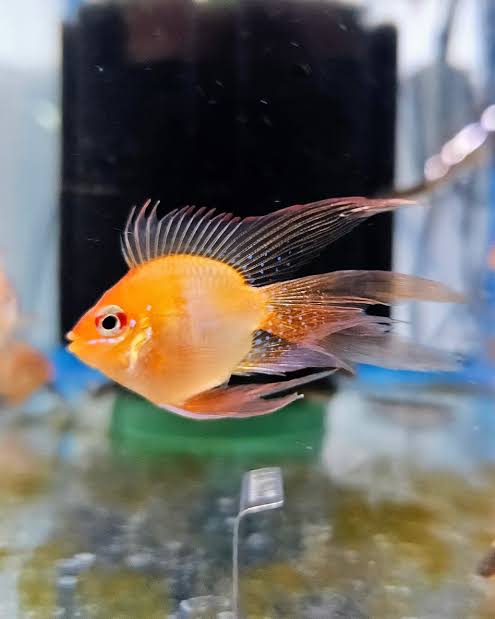 Rams - Gold Balloon Longfins Premier Pet