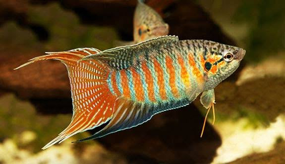 The Paradise Fish - Macropodus opercularis