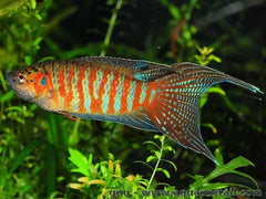The Paradise Fish - Macropodus opercularis