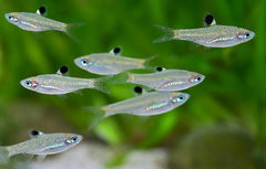 Nano Fish - Emerald Eyes Rasbora 2cm