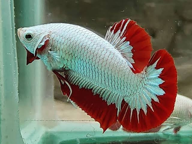 Red Dragon Male Betta C04