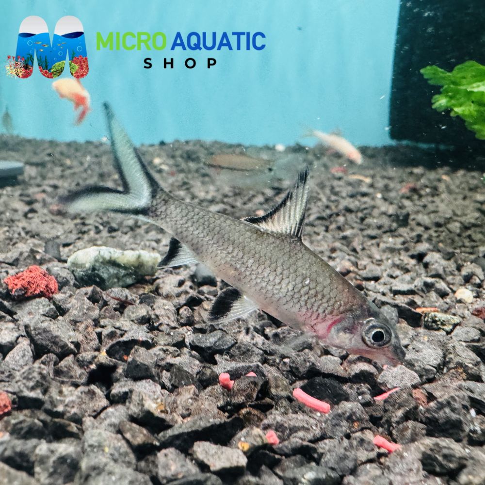Shark - Silver 5cm Micro Aquatic Shop
