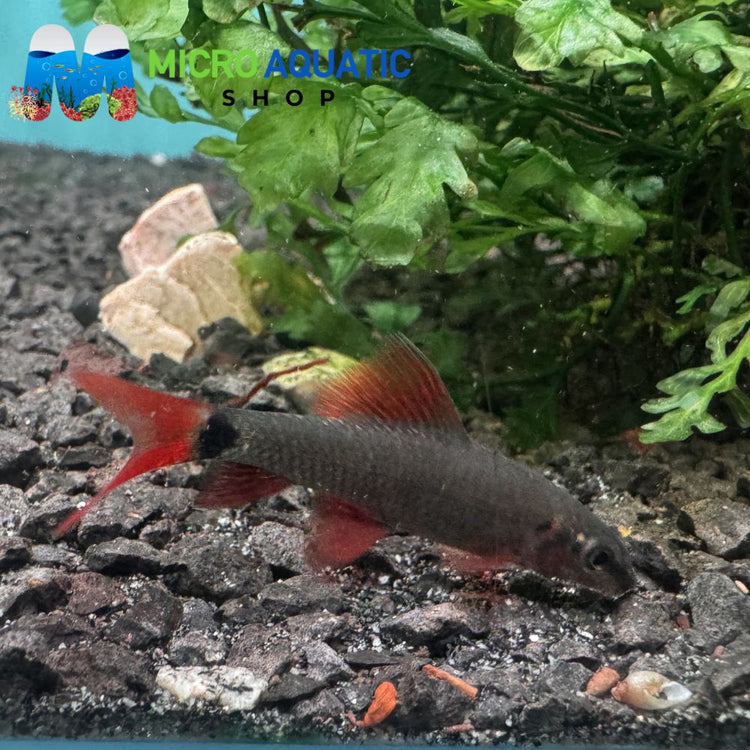 Rainbow Shark Micro Aquatic Shop