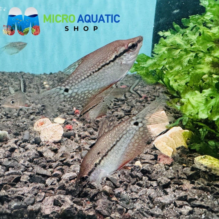 Gourami - Pearl 4-6cm Micro Aquatic Shop