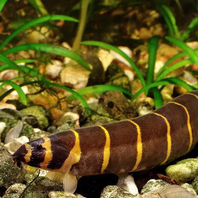 Kuhli Loach - Pangio Kuhlii Stripe Jumbo 7cm Micro Aquatic Shop