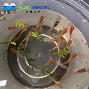 Japanese rice fish - Gold Medaka 2cm Micro Aquatic Shop
