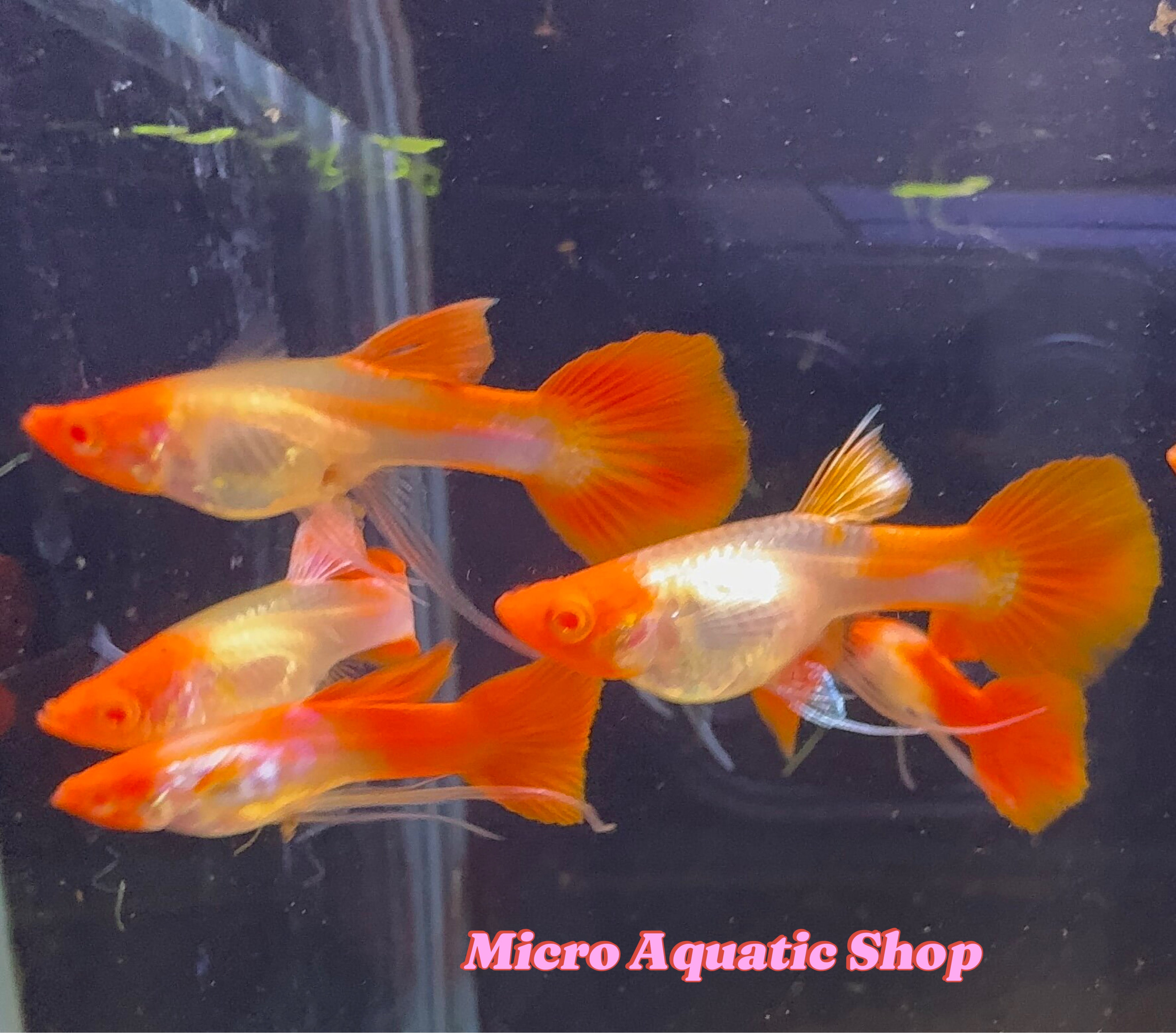 Premium Albino Koi Sharkfin Guppy ( Pair )