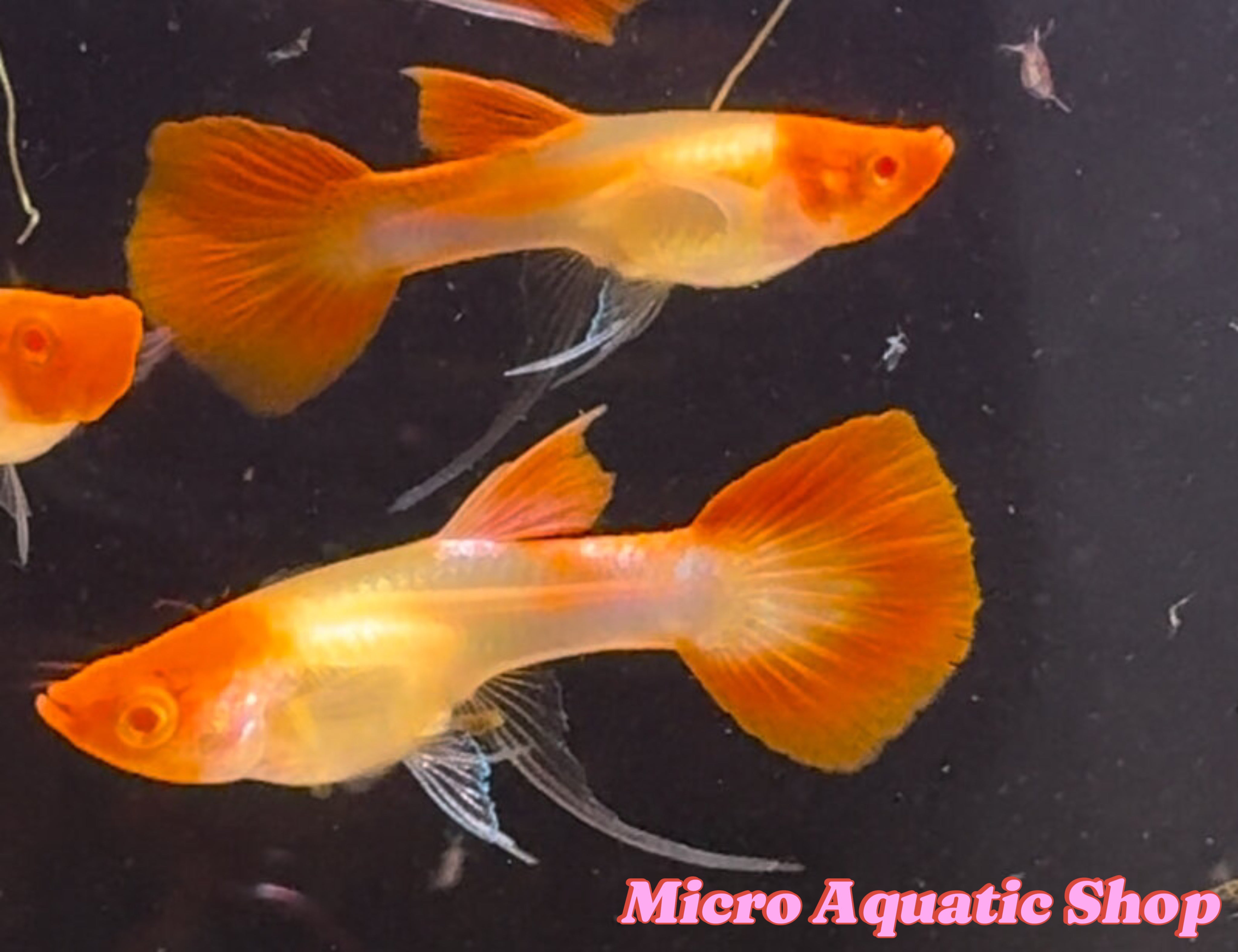 Premium Albino Koi Sharkfin Guppy ( Pair )