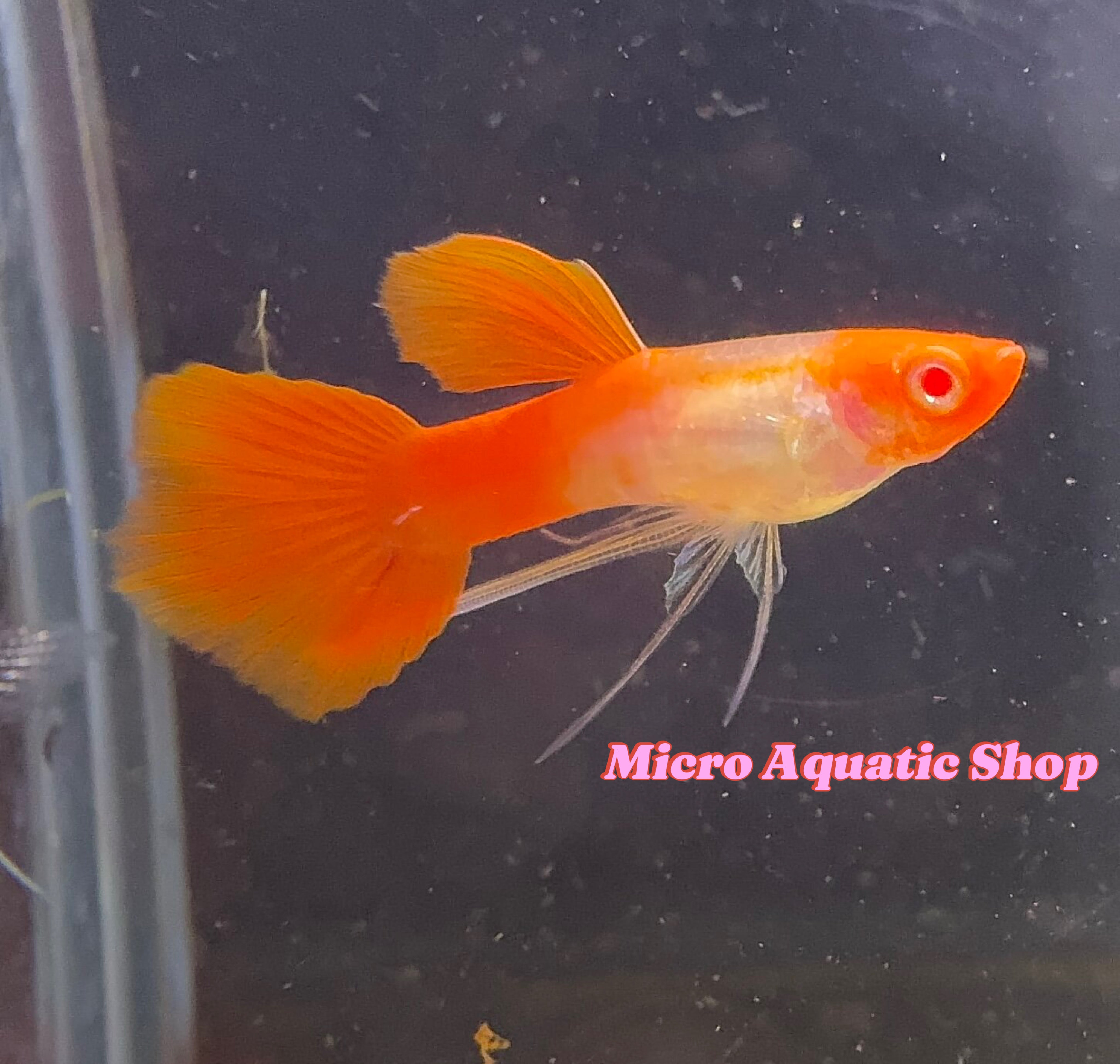 Premium Albino Koi Sharkfin Guppy ( Pair )