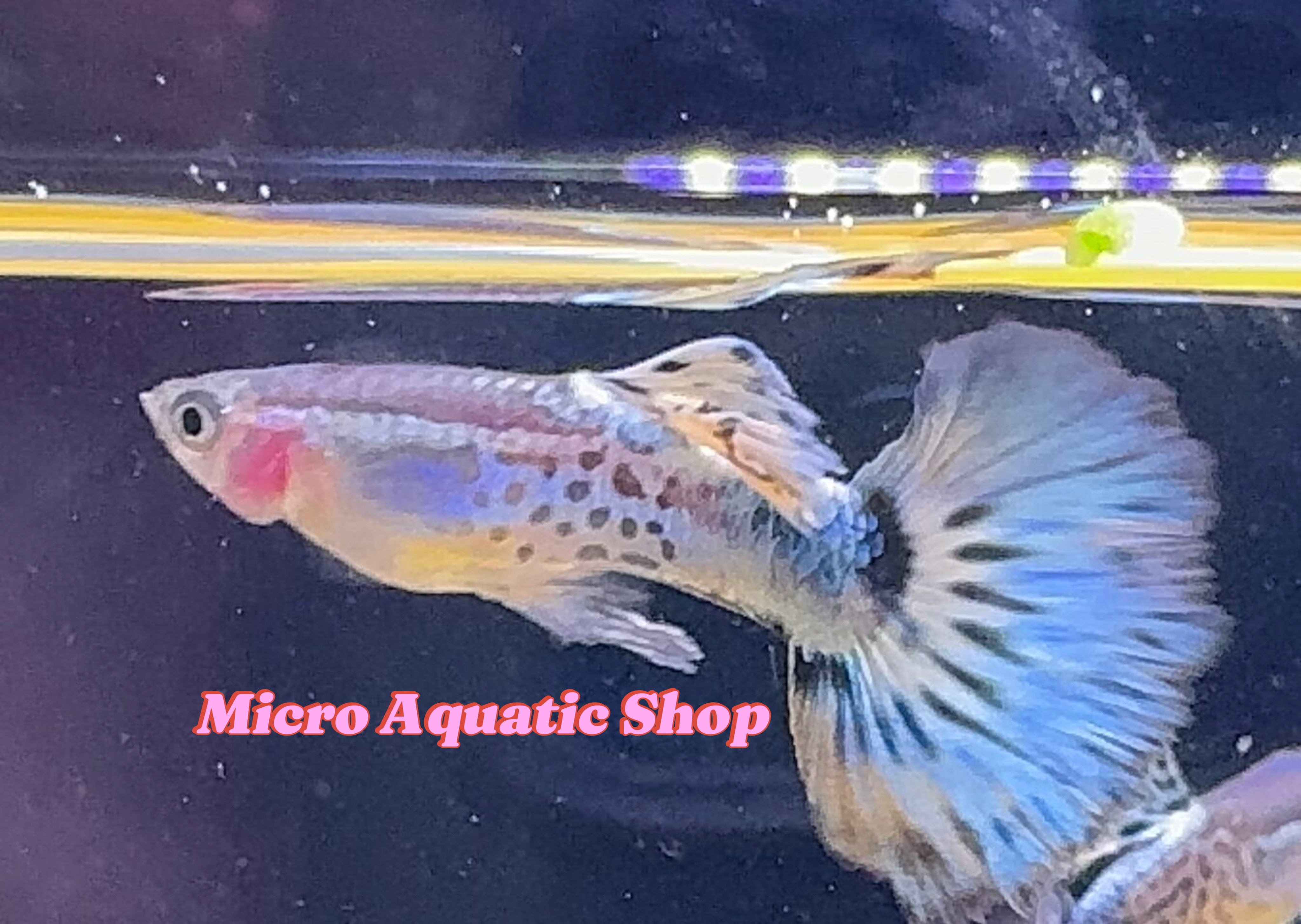 Premium High Dorsal Blue Ivory Snakeskin Guppy ( Pair )