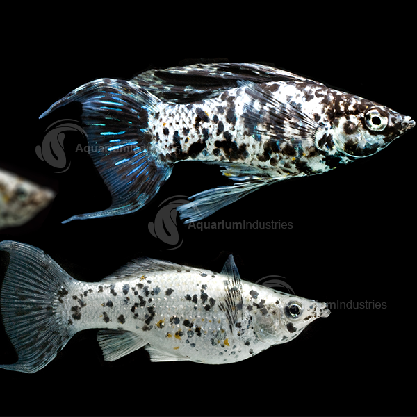 Molly – Dalmation Lyretail Molly  (Poecilia latipinna ) 5cm Micro Aquatic Shop