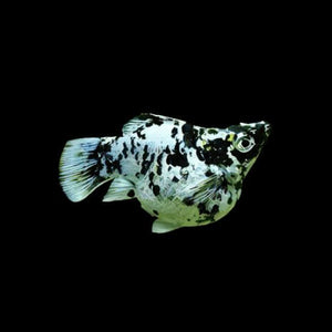 Mollies –  Balloon Dalmatian 2cm Micro Aquatic Shop