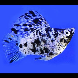 Mollies –  Balloon Dalmatian 2cm Micro Aquatic Shop