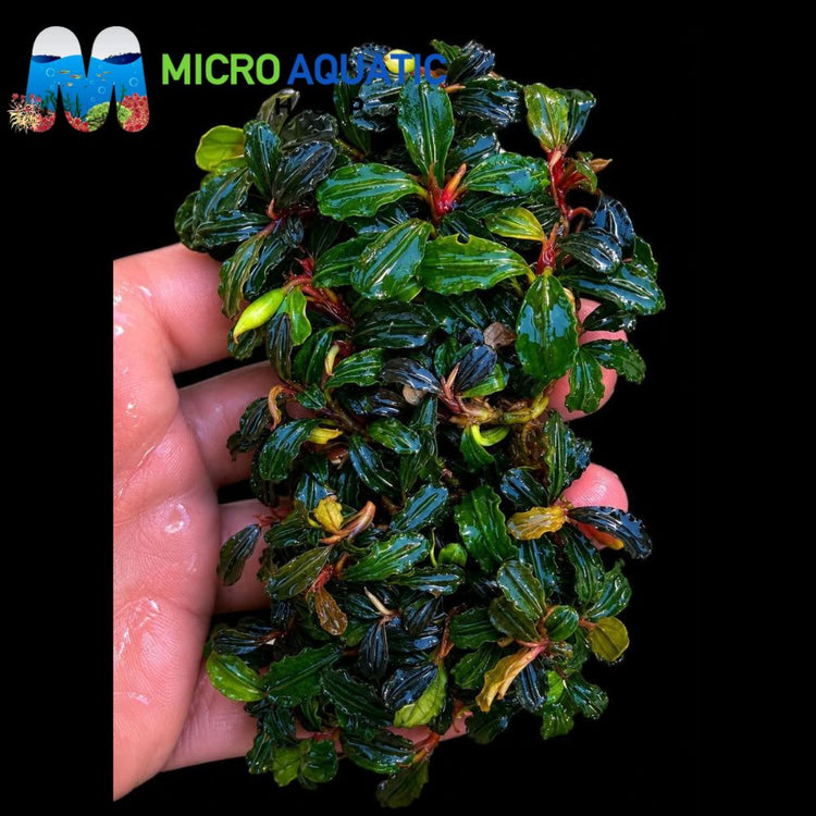 Bucephalandra - Mini Phantom Micro Aquatic Shop