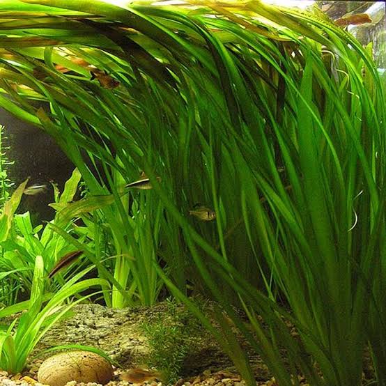 Vallisneria  - Val Medium ( Nana ) Micro Aquatic Shop