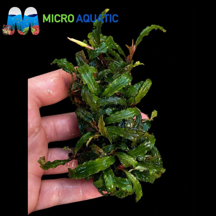 Bucephalandra - Catherine Micro Aquatic Shop