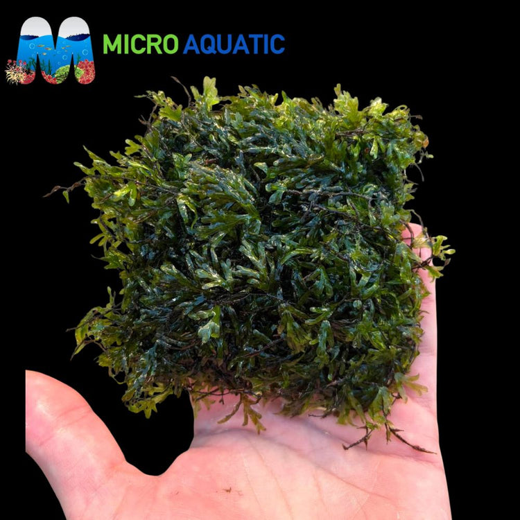 Rare - Malabaricum Micro Aquatic Shop