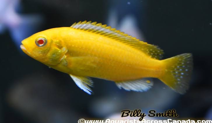 African Cichlid – Albino Electric Yellow Cichlid - Labidochromis Caeruleus