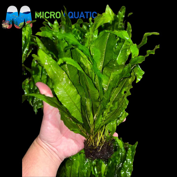 Microsorum pteropus - Java Fern XL 20cm-30cm Micro Aquatic Shop