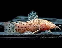 Catfish - Albino Spotted Hoplo 6cm Micro Aquatic Shop