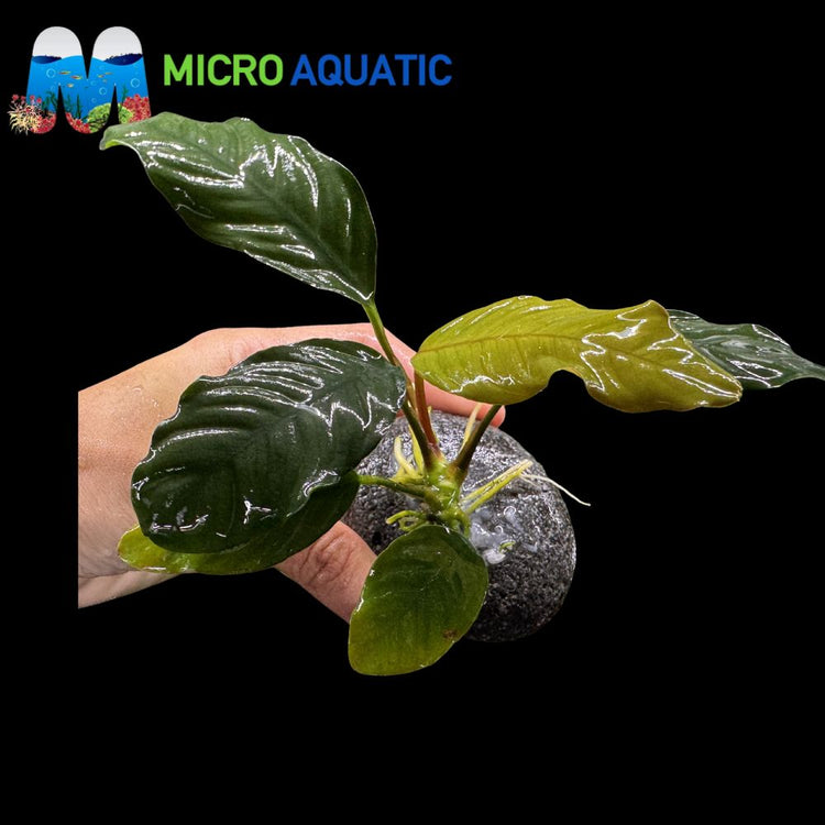 Rare Anubias - Barteri 'Coffeefolia' on Rock Micro Aquatic Shop