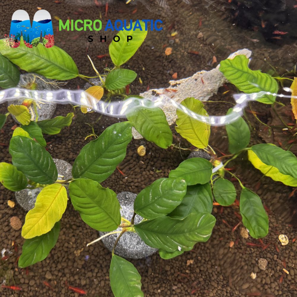 Rare Anubias - Barteri 'Coffeefolia' on Rock Micro Aquatic Shop
