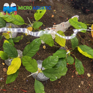 Rare Anubias - Barteri 'Coffeefolia' on Rock Micro Aquatic Shop