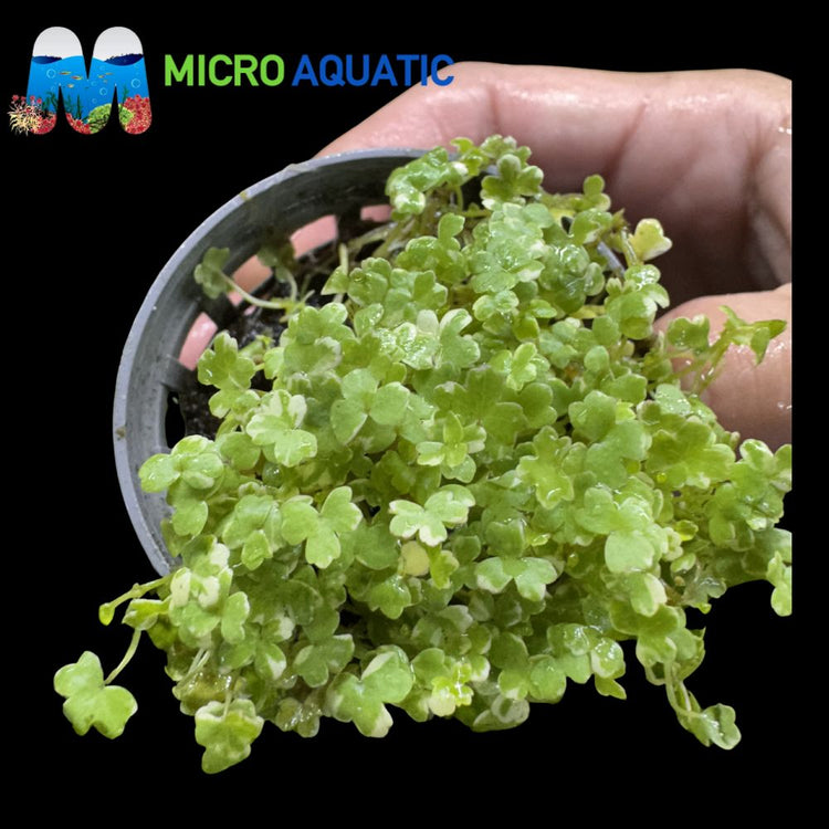 Rare Carpeting Plant- Varigated Japan Mini Micro Aquatic Shop