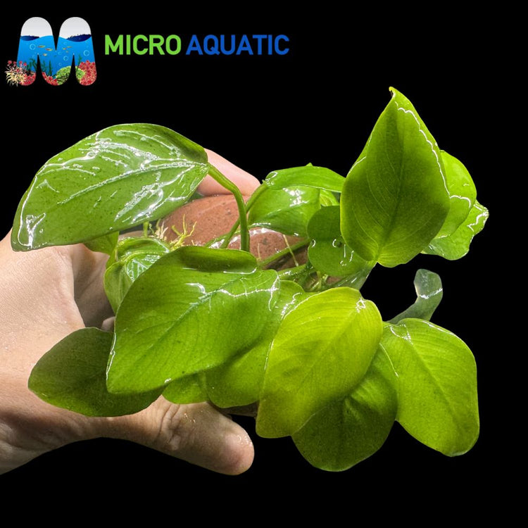 Rare Anubias - Anubias Gold on rock Micro Aquatic Shop