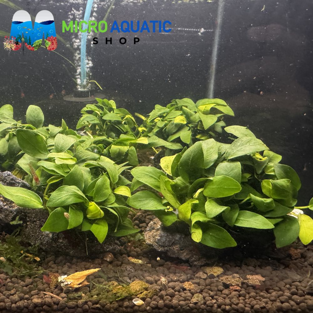 Rare Anubias - Anubias Petite on rock Micro Aquatic Shop