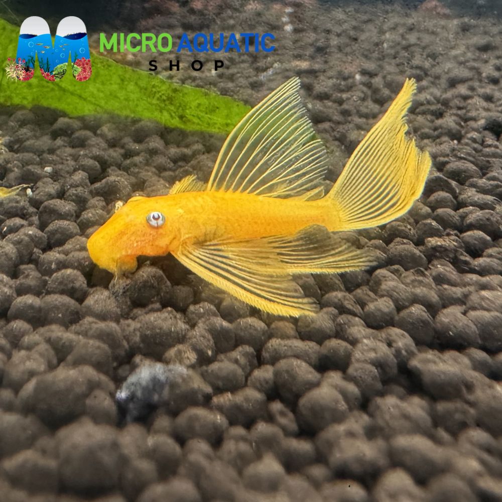 L144 Blue Eye Lemon Bristlenose longfin 4cm Micro Aquatic Shop