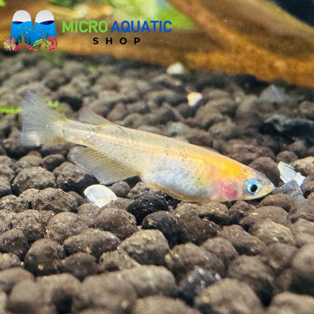 Japanese rice fish - Tricolor Medaka 2.5cm Micro Aquatic Shop