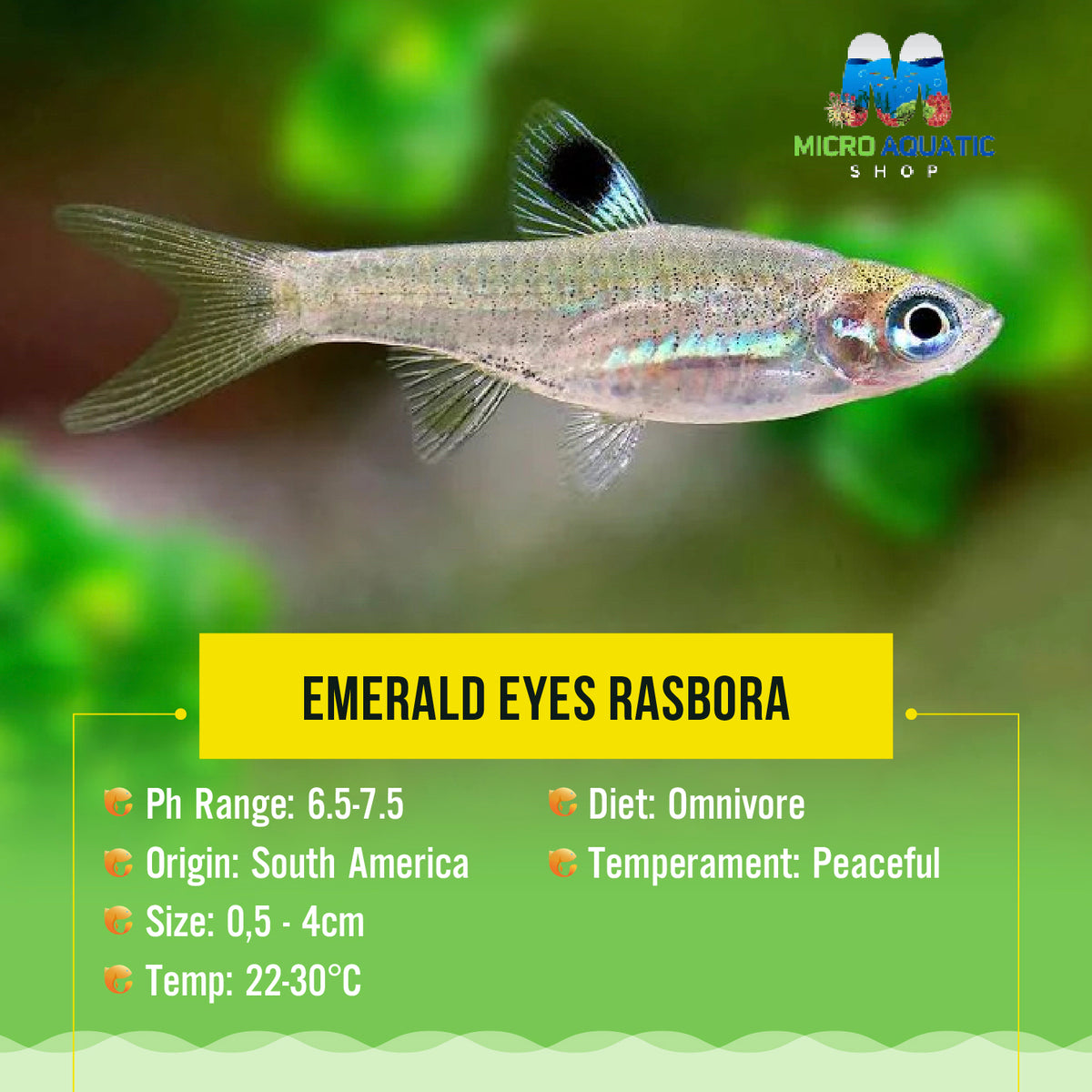 Emerald Eyes Rasbora 3cm