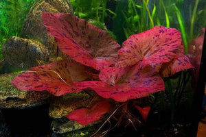 Rare Plant - Red Tiger Lotus Micro Aquatic Shop
