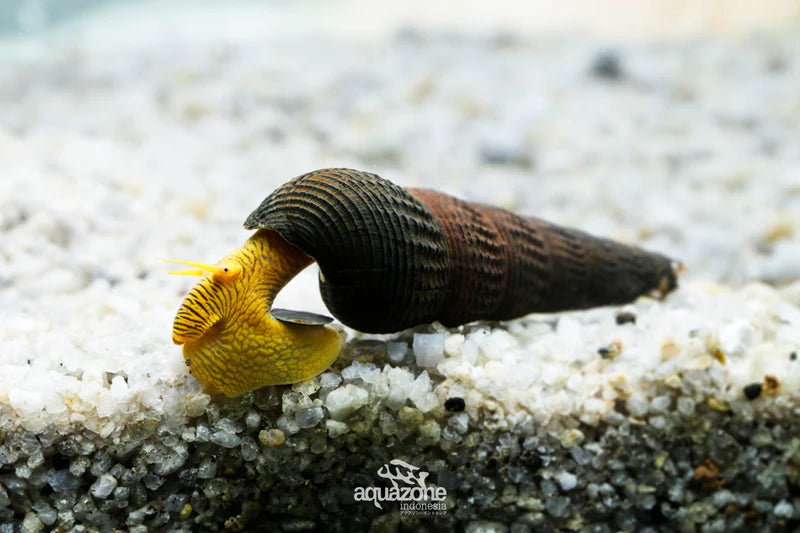 Black Poso Rabbit Snail 2cm Micro Aquatic Shop