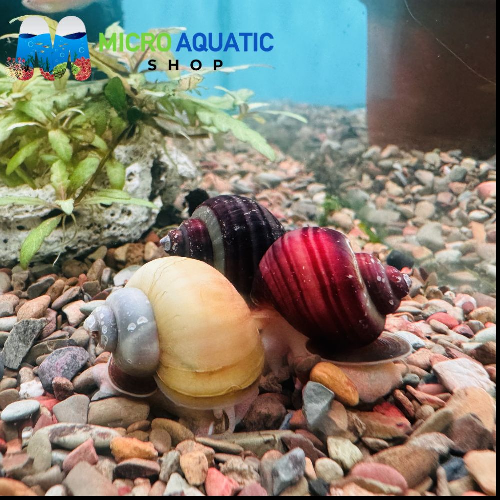 Rare Mystery Snail Pack Micro Aquatic Shop