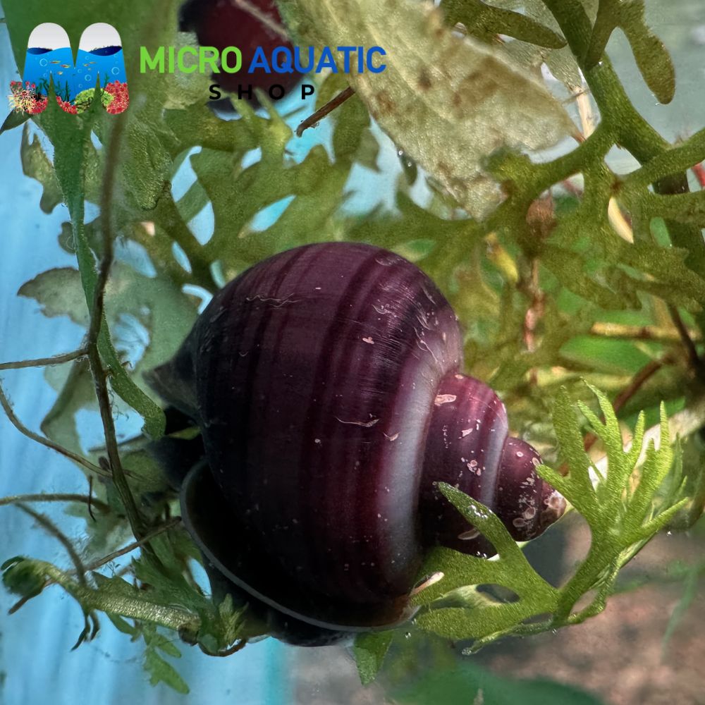 Rare Mystery Snail - Purple Micro Aquatic Shop
