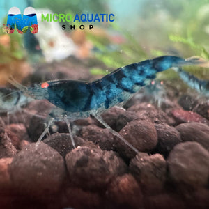Tiger Shrimp - Orange Eyes Blue Tiger (OEBT) 1cm Micro Aquatic Shop