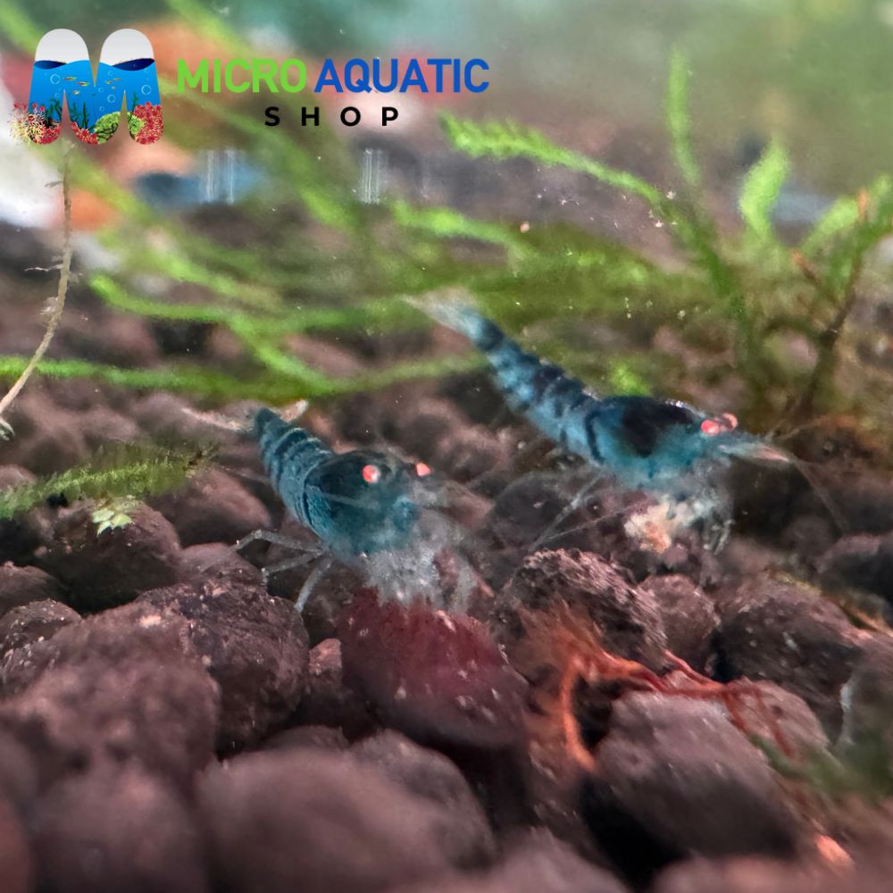 Tiger Shrimp - Orange Eyes Blue Tiger (OEBT) 1cm Micro Aquatic Shop