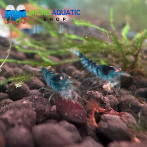 Tiger Shrimp - Orange Eyes Blue Tiger (OEBT) 1cm Micro Aquatic Shop