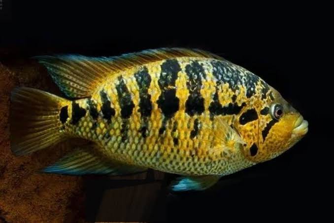 American Cichlid –Yellow Jacket Parachromis Friedrichsthalii 5cm