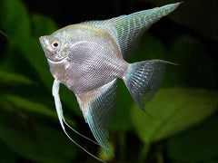 Angel Fish - Selective Fancy Angel Special 4cm