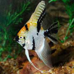 Angel Fish - Selective Fancy Angel Special 4cm