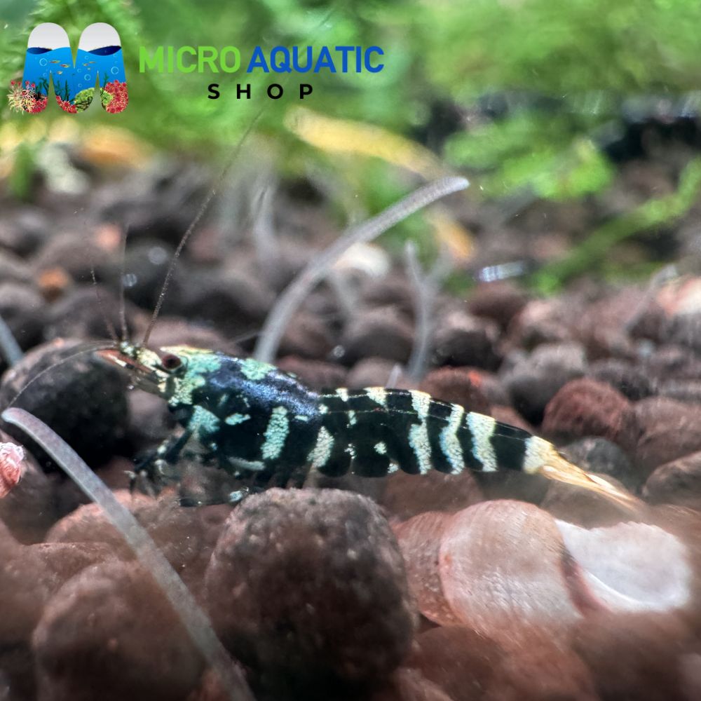 Caridina Shrimp - Blue Tiger 1cm Micro Aquatic Shop